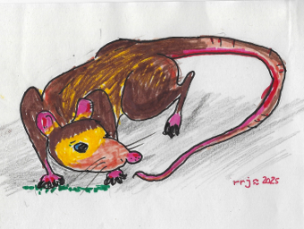 Zeichnung Ratte jagt Schweif